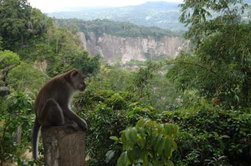 Monyet-Ekor-Panjang-Ngarai-Sianok
